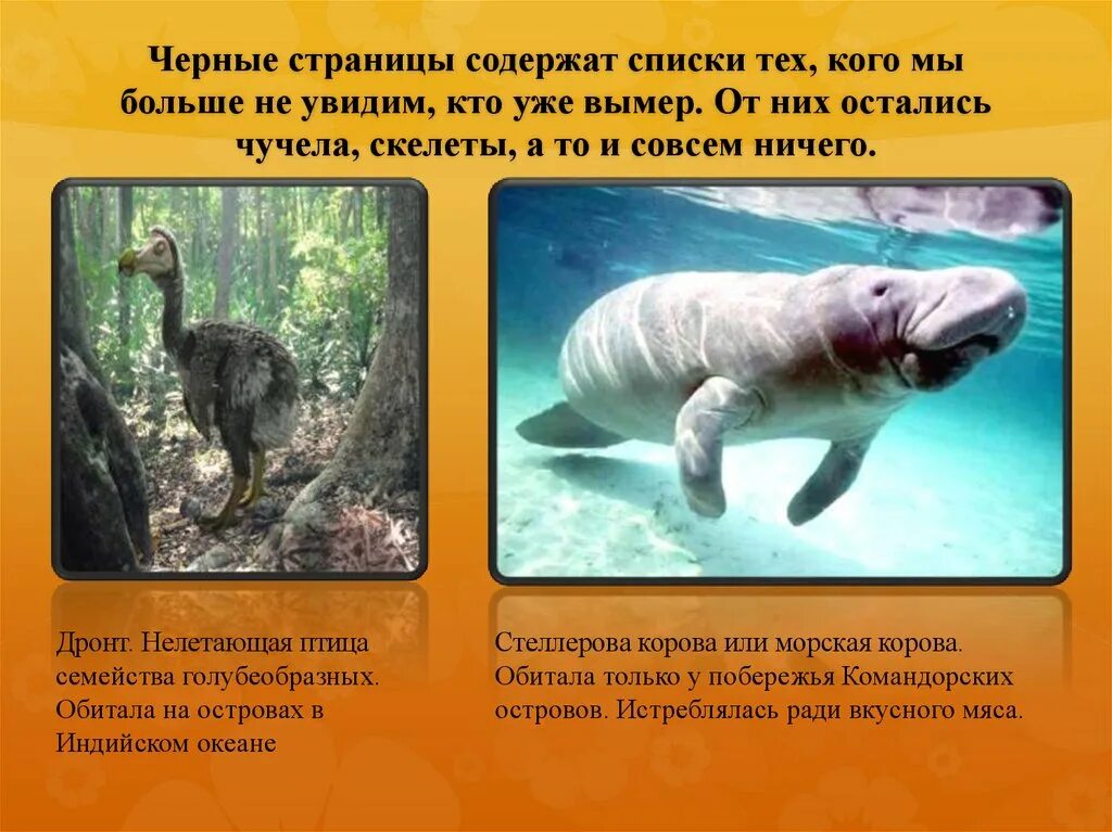 выхухоль. красная книга животные 2 класс проект. проект по окружающему миру красная книга. барсук описание для детей. красная книга окружающий мир.