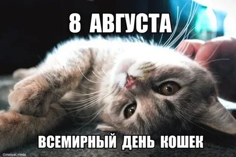 8 августа день кошек открытки
