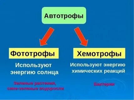 Хемотрофы примеры