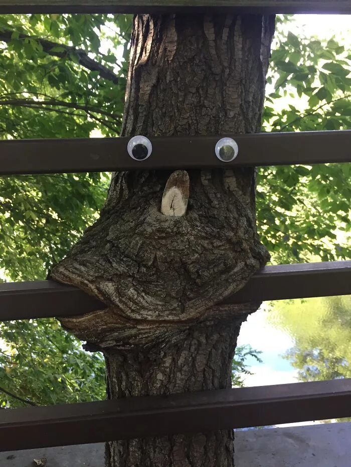 Глазки на дереве