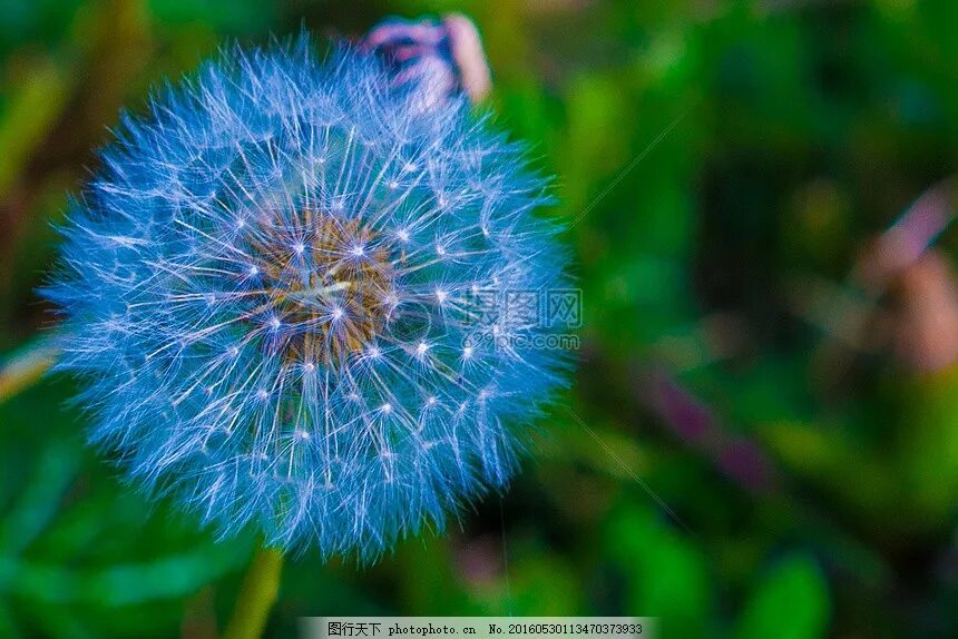 Голубые одуванчики. Одуванчики. Голубой одуванчик растение. Слушать одуванчики голубые. Одуванчик на голубом фоне.