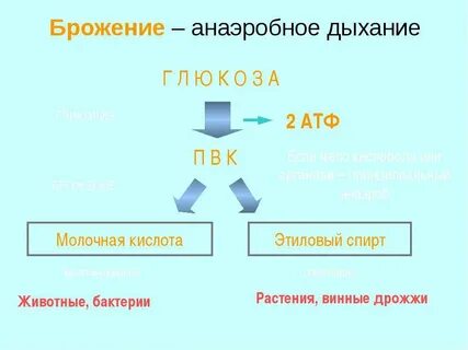 Брожение сколько атф