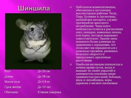 Шиншилла описание