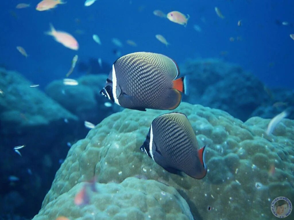 Two Goldfish Free stock photos - Rgbstock - Free stock images scottmliddell Marc