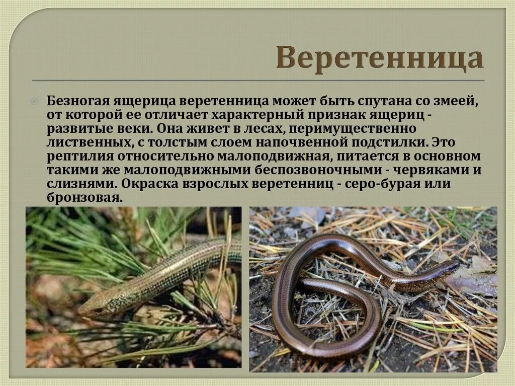 Как отличить ящерицу от змеи