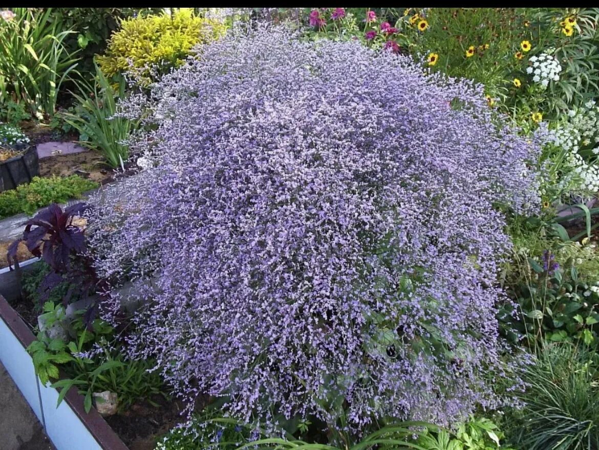 Кермек многолетний широколистный. Кермек многолетник. Кермек (Limonium). Статица (кермек) широколистная. Купить кермек татарский