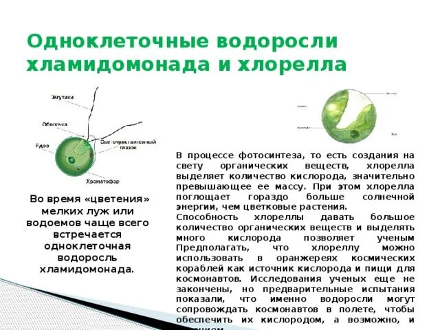 Одноклеточная зеленая водоросль хламидомонада. Одноклеточная водоросль хлорелла. Одноклеточная зеленая водоросль хлорелла. Одноклеточные растения хлорелла. Одноклеточные водоросли хлорелла и хламидомонада.