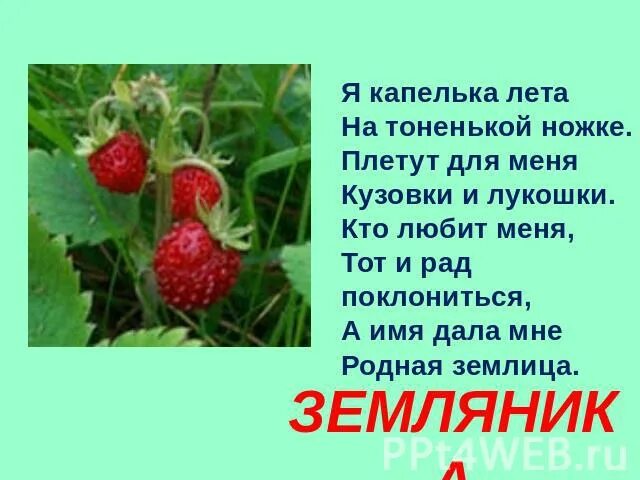Земляника словарное слово