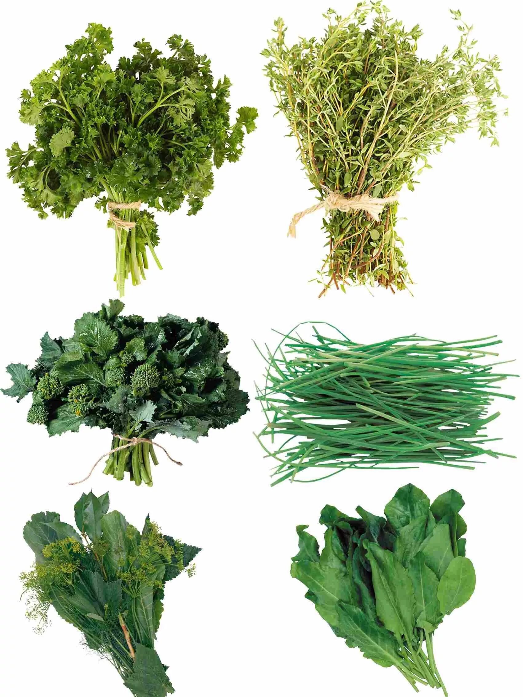 Зелень укроп петрушка кинза. Петрушка листовая салатная. Укроп петрушка щавель. Петрушка укроп руккола. Петрушка укроп и другая.