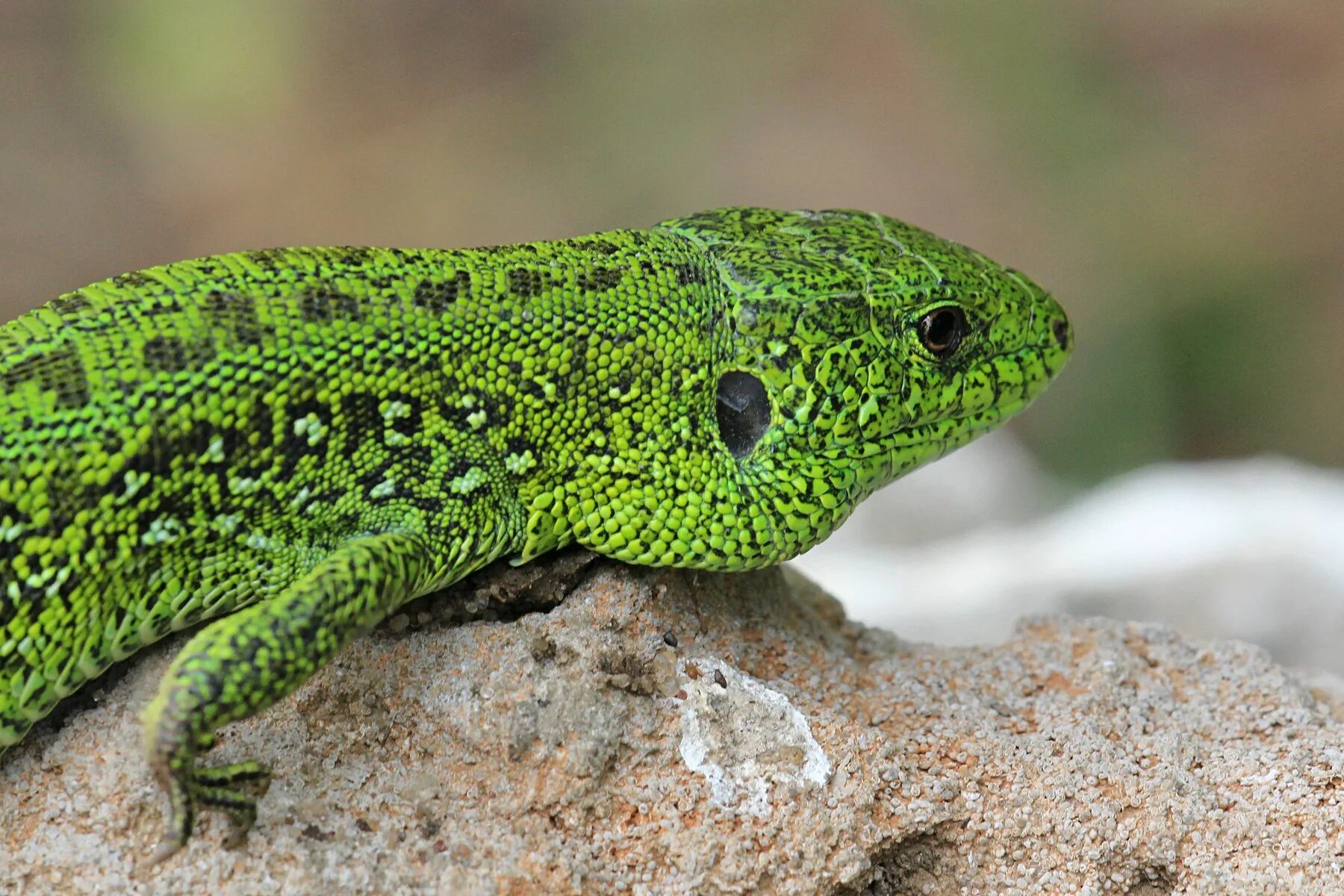 Ящериц н. Зеленая прыткая ящерица. Прыткая ящерица Lacerta Agilis. Самец Lacerta Agilis. Королевская ящерица зеленая.