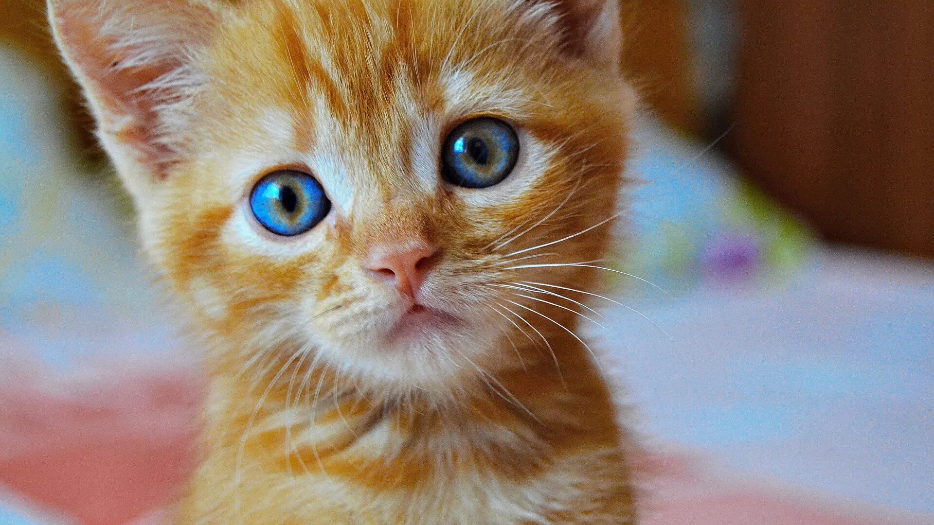 Глаза маленьких котят. Охос азулес кошка рыжий. рыжий котенок с голубыми глазами. рыжий котёнок. рыжий котик с голубыми глазами.