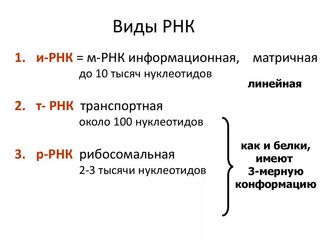 Размеры рнк. Функции и строение различных типов РНК. Структура и виды РНК. Строение и функции разных видов РНК. РНК ИРНК ТРНК РРНК кратко.