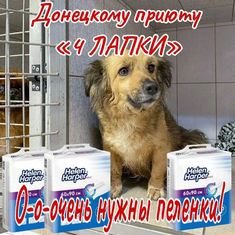Ротвейлер в приюте донбасс 4 лапки. Приют для собак 4 лапы. Приют для собак 4 лапы. Приют для собак в донецке 4 лапки. Приют 4 лапки.