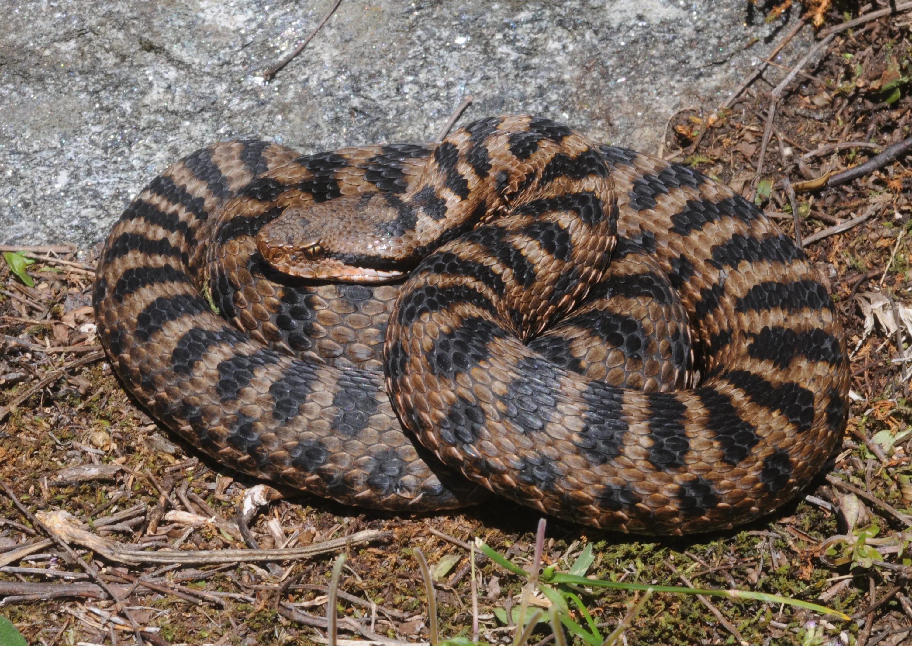 Гадюка Сахалинская ( Vipera sachalinensis ). Асписовая гадюка. Гадюка Степная Крымская. Торфяная гадюка.