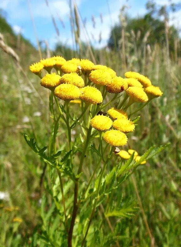 пыжма. пижма обыкновенная фармакогнозия. пыжма. пижма (раст. пижма обыкновенная.