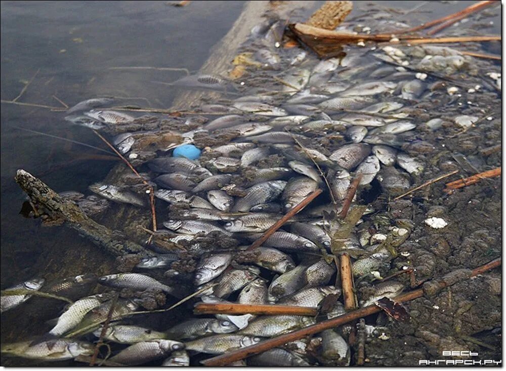 В воде гибнут. Загрязнение водоемов. Рыба в озере. Загрязненные водоемы.