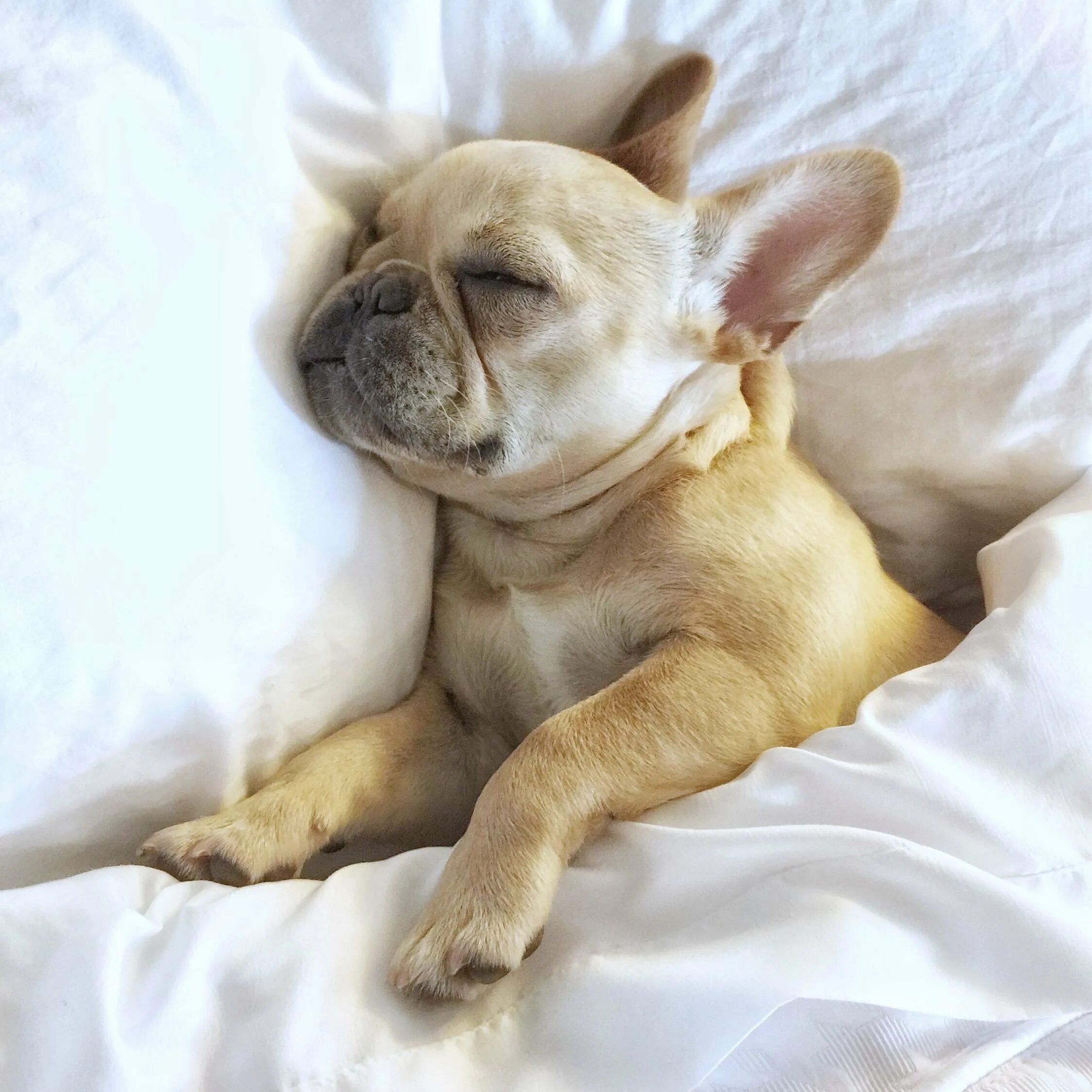 Спящие собаки. Сонный бульдог. Сон бульдог. Шарпей и английский бульдог. Французский бульдог щенок.