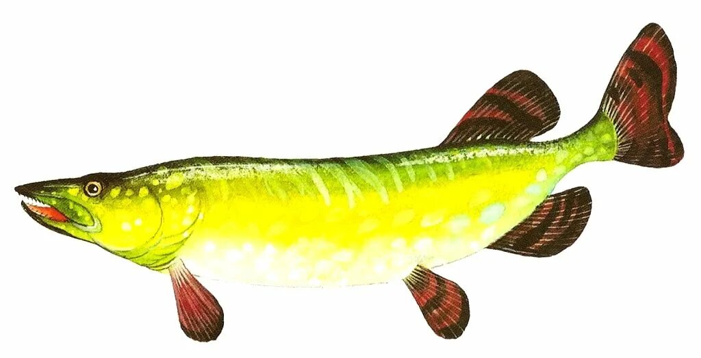 Карточки рыбы для детей. Обыкновенная щука (esox lucius). Щука обыкновенная. Щука для дошкольников. Внешний вид щуки обыкновенной.