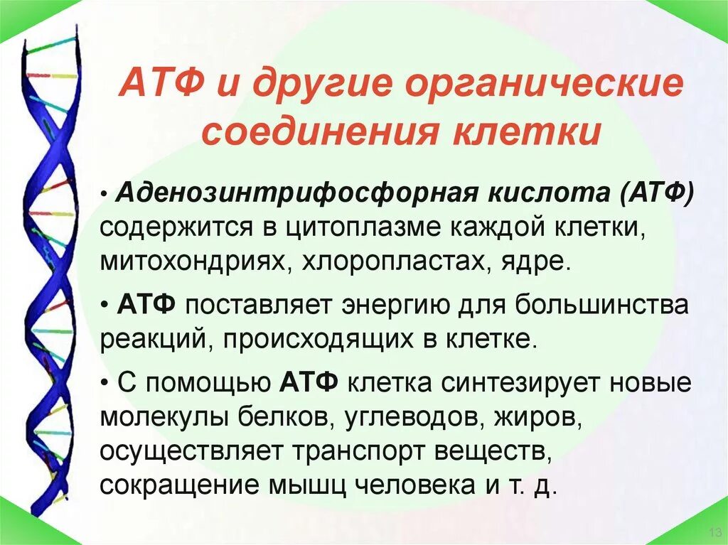 Атф и другие. АТФ И другие органические вещества клетки 10 класс. АТФ И другие органические соединения. Функции АТФ биология 9 класс. Другие органические соединения клетки.