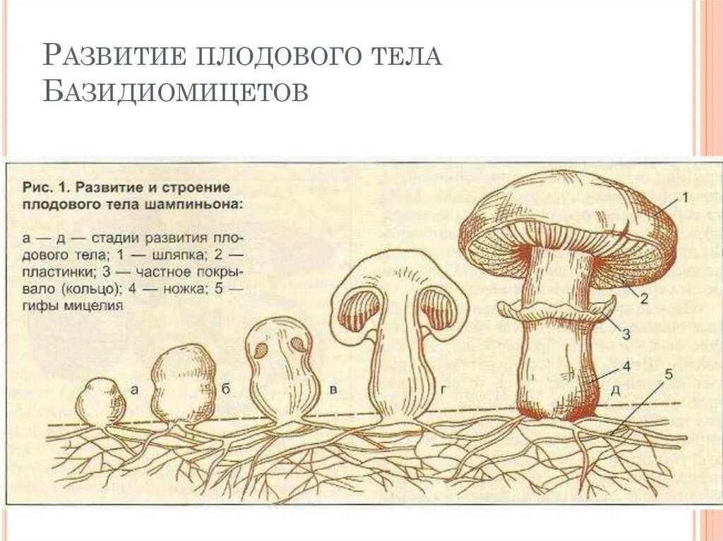 Цикл развития шляпочного гриба схема. Строение гриба шампиньона. Строение шляпочного гриба шампиньона. Жизненный цикл гриба схема.
