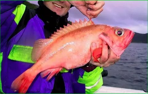 Окунь морской оплодотворение
