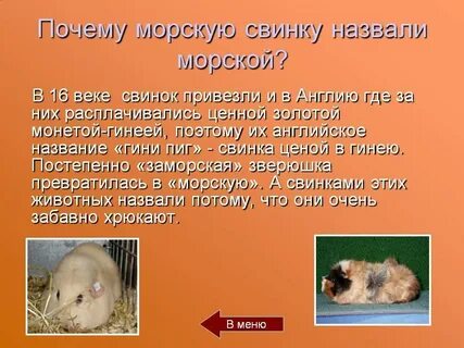 Почему морская свинка так называется