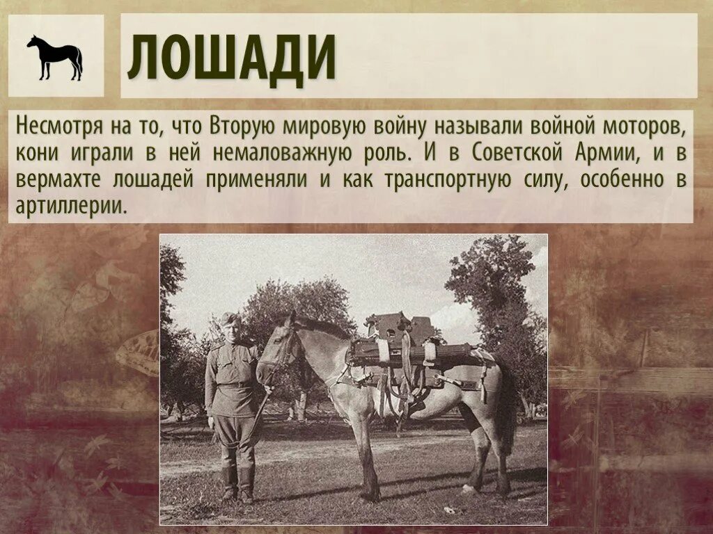 Лошади в годы войны 1941-1945. Животные герои Великой Отечественной войны лошади. Герой Великой Отечественной войны 1941-1945 лошади. Животные помогают на войне.