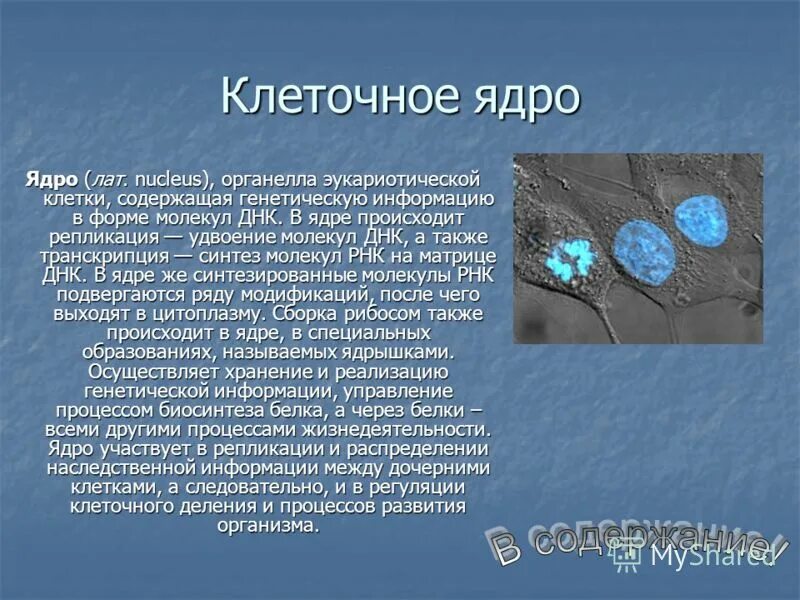 Клеточная структура содержащая наследственную информацию. В ядре клетки осуществляется. процессы происходящие в ядре. ядро содержит наследственную информацию. процессы, происходят в клеточном ядре..
