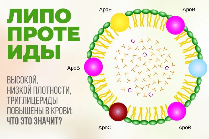 Липопротеиды высокой плотности понижены что это. Липопротеиды. липопротеиды это. липопротеиды высокой и низкой плотности. липопротеиды картинки.