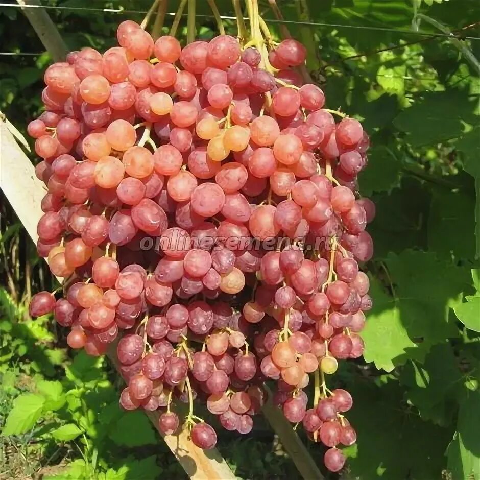 Виноград столовый Кишмиш Велес - Сады Беловых