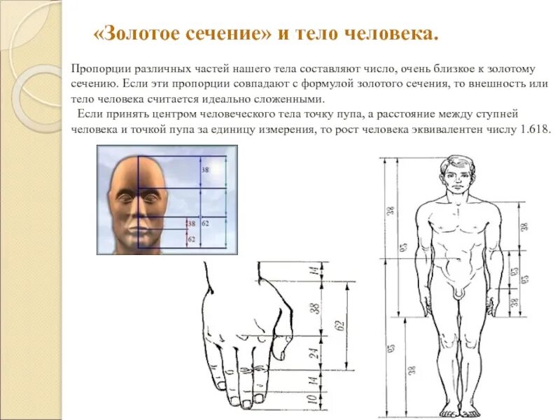 Золотое сечение человека пропорции тела человека. Золотые пропорции тела. Золотые пропорции в частях тела человека и фигуре человека. Золотое сечение в пропорциях человека.