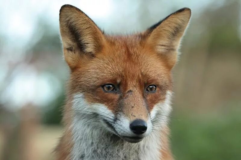 30 fox. The Fox. Crying Fox. Skygge Fox.