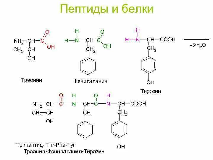 Пептиды 2 и 6