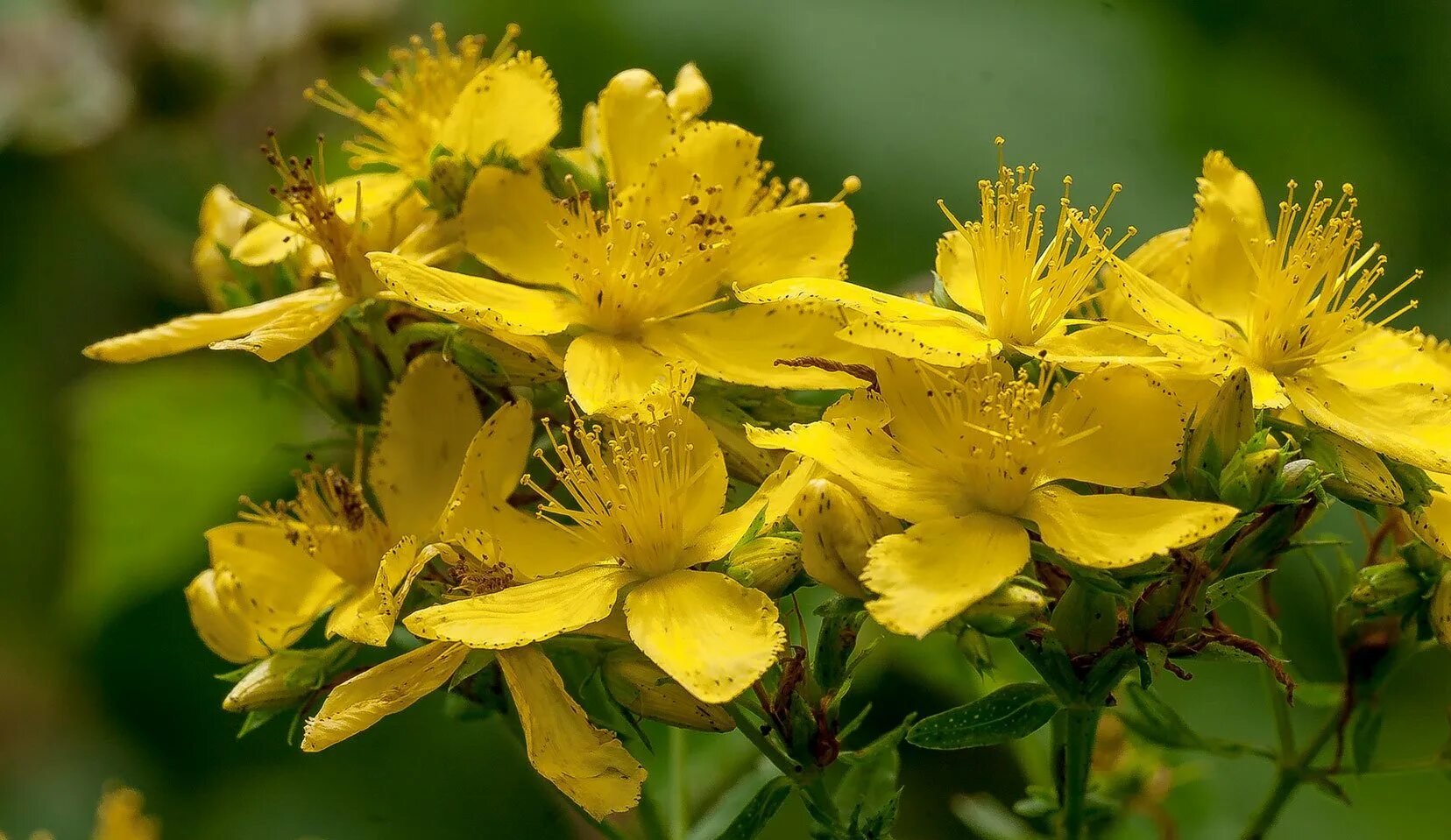 Зверобой Sari Kantaron. Зверобой продырявленный (Hypericum perforatum). Зверобой (Hypéricum perforátum). Зверобой обыкновенный Hypericum perforatum.