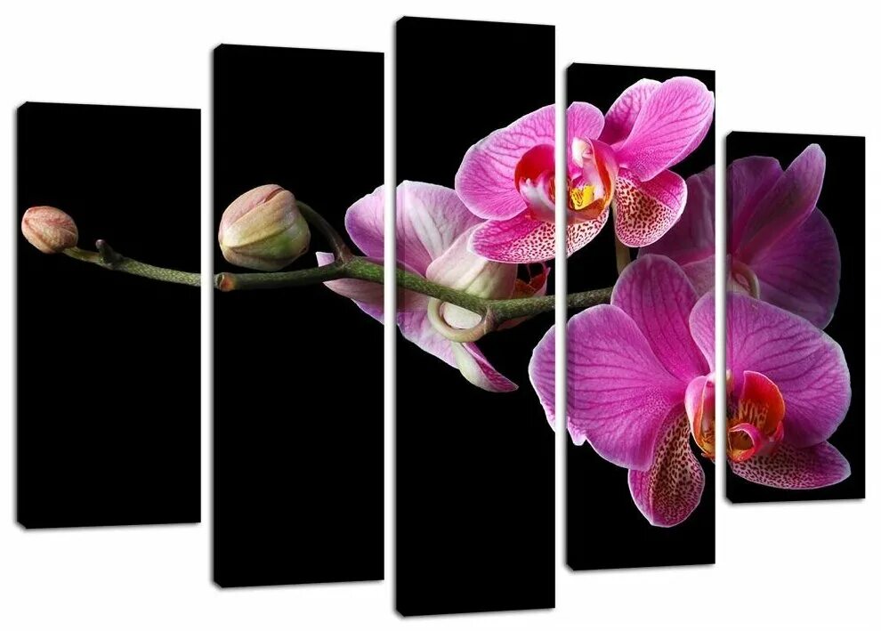 модульные картины для спальни орхидеи. картина модульная орхидея на камнях. модульная картина орхидея. модульная картина орхидея. модульные картины с цветами.