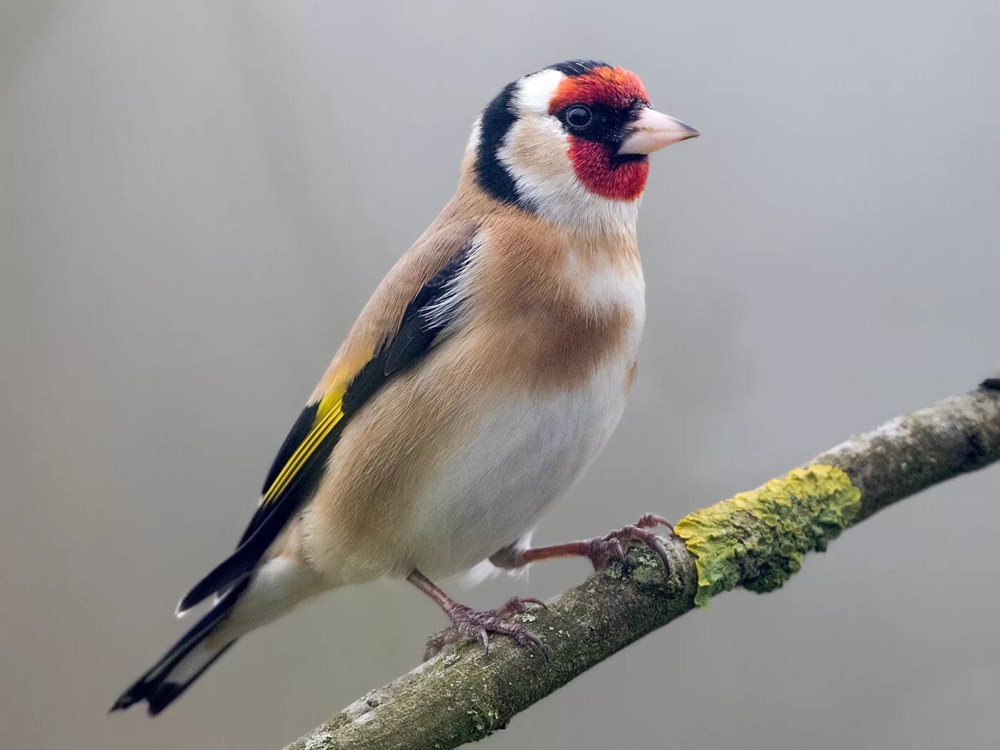 Черноголовый щегол. Черноголовый щегол птица. Щегол (Carduelis Carduelis). Щегол обыкновенный (черноголовый). Гибрид щегла