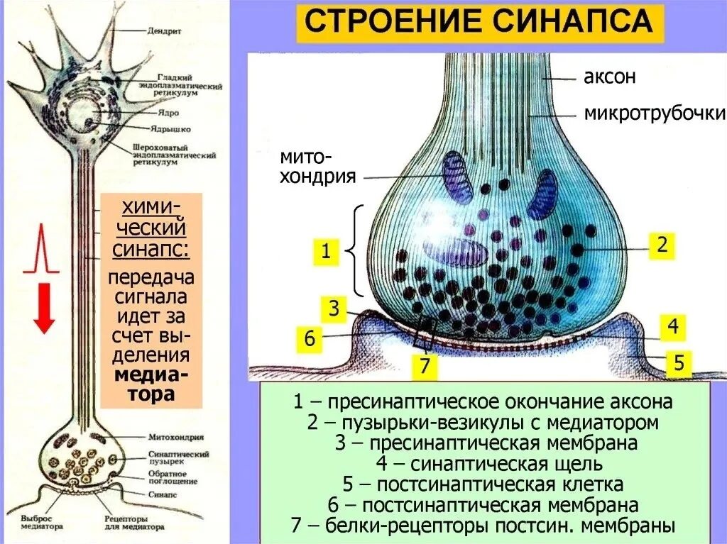 Передача сигналов нейронами
