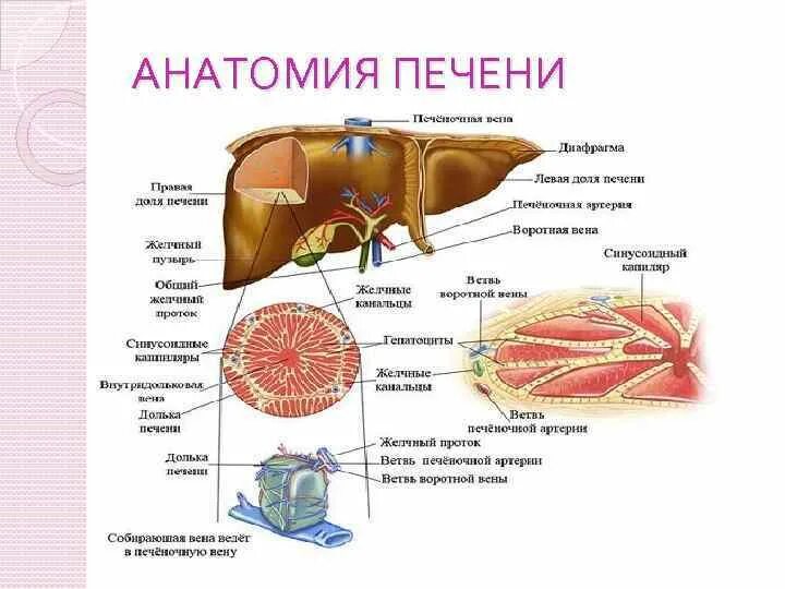 У каких животных печень