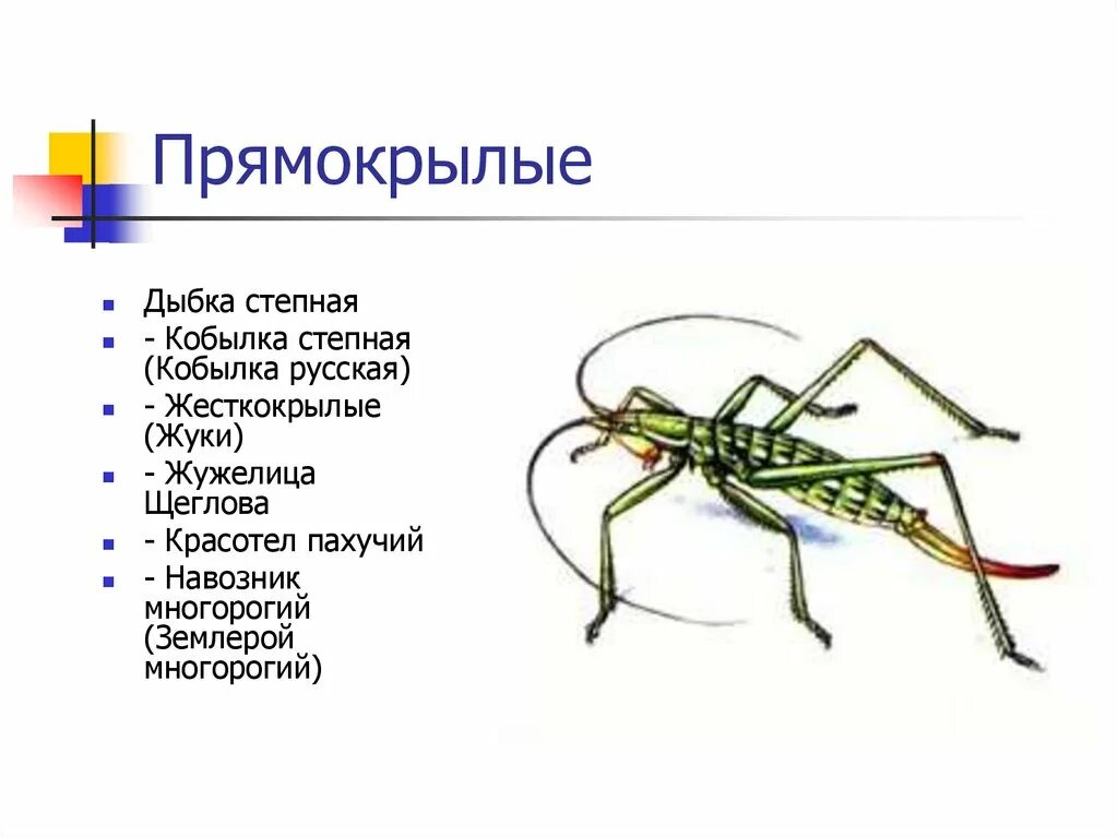 Характеристики отряда насекомых прямокрылые. Отряды насекомых Прямокрылые. Прямокрылые насекомые представители. Прямокрылые насекомые характеристика. Прямокрылые характеристика.