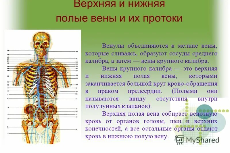 Вены анатомия верхняя полая вена. Верхнюю и нижнюю полые. Верхняя полая вена образована слиянием. Верхнюю и нижнюю полые. Система верхней и нижней полых вен.