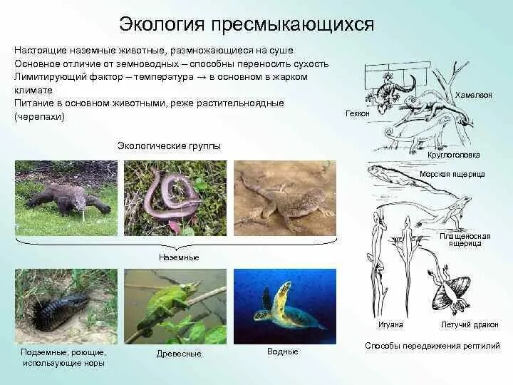 Экологические группы рептилий. Экологические группы пресмыкающихся. Окружающая среда рептилий. Экология пресмыкающихся. Важность сохранения в природе рептилий на примерах