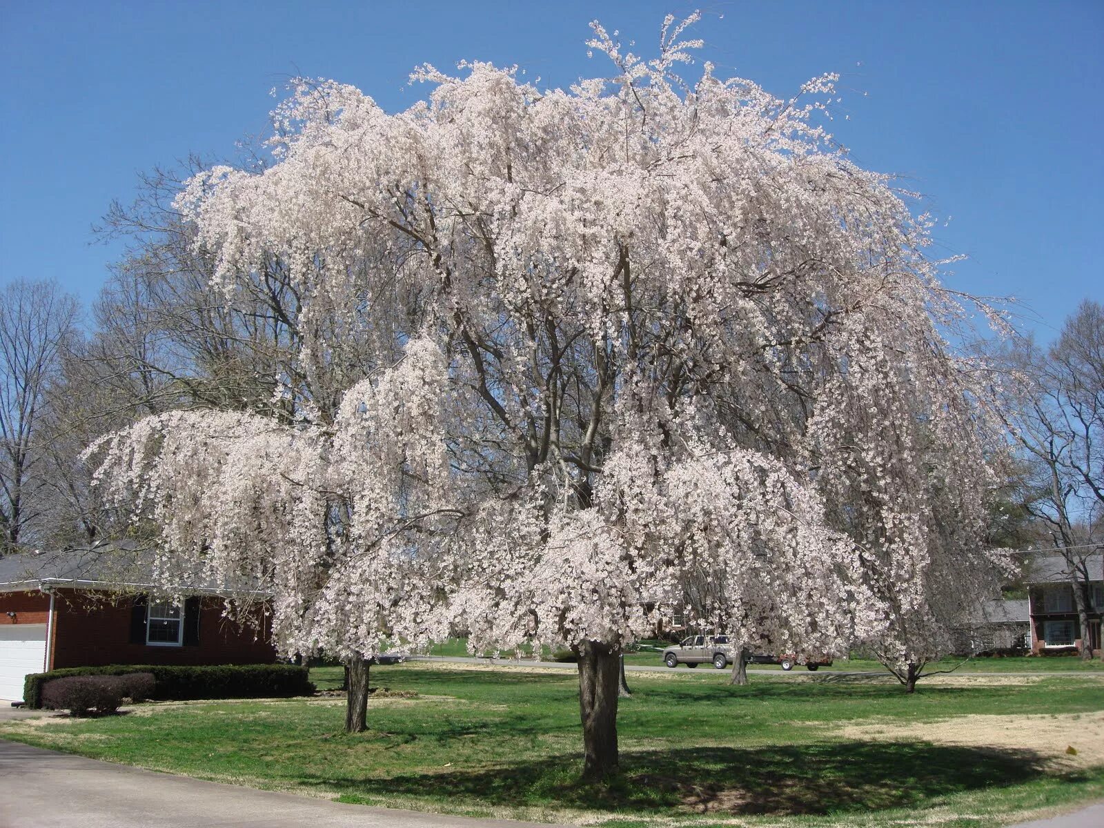 Tree like