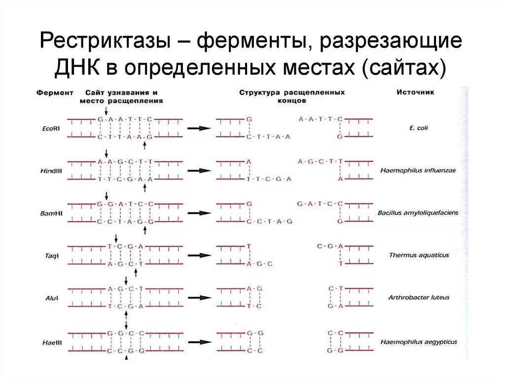 Процесс разрезания молекулы днк с помощью ферментов. Ферменты рестрикции (эндонуклеаза). Рестрикция ДНК схема. Схема действия рестриктаз. Рестриктазы 1 типа схема.