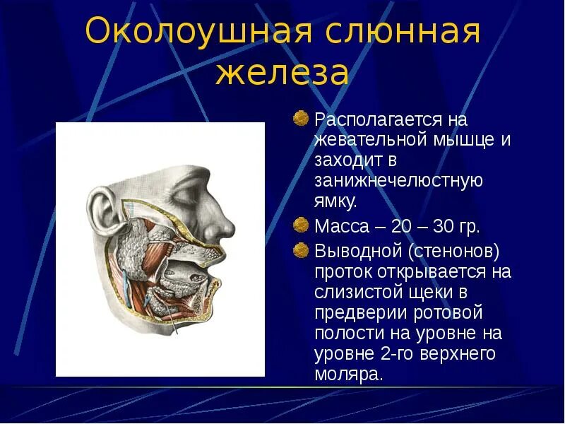 Правая околоушная железа. Проток околоушной железы анатомия. Проток поднижнечелюстной слюнной железы. Проток околоушной слюнной железы. Выводной проток околоушной слюнной.