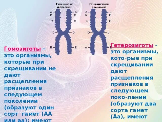 Гетерозигота гомозигота гетерозигота. Гомозиготные и гетерозиготные организмы это. Гетерозигота и гомозигота простыми словами. Генотип гомозигота и гетерозигота. Гетерозигота что это