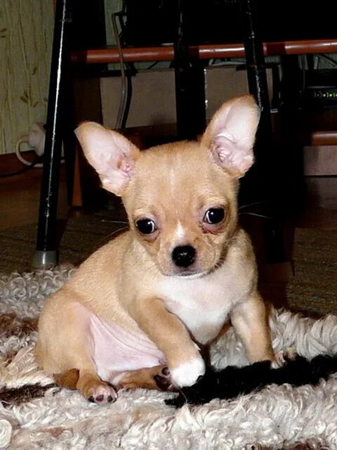 Чихуахуа белая. Чихуахуа пермь. Чихуахуа пермь. Питомник собак притти мелоди. Чихуахуа.