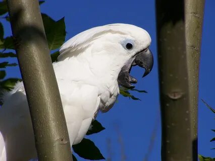 Ару бел