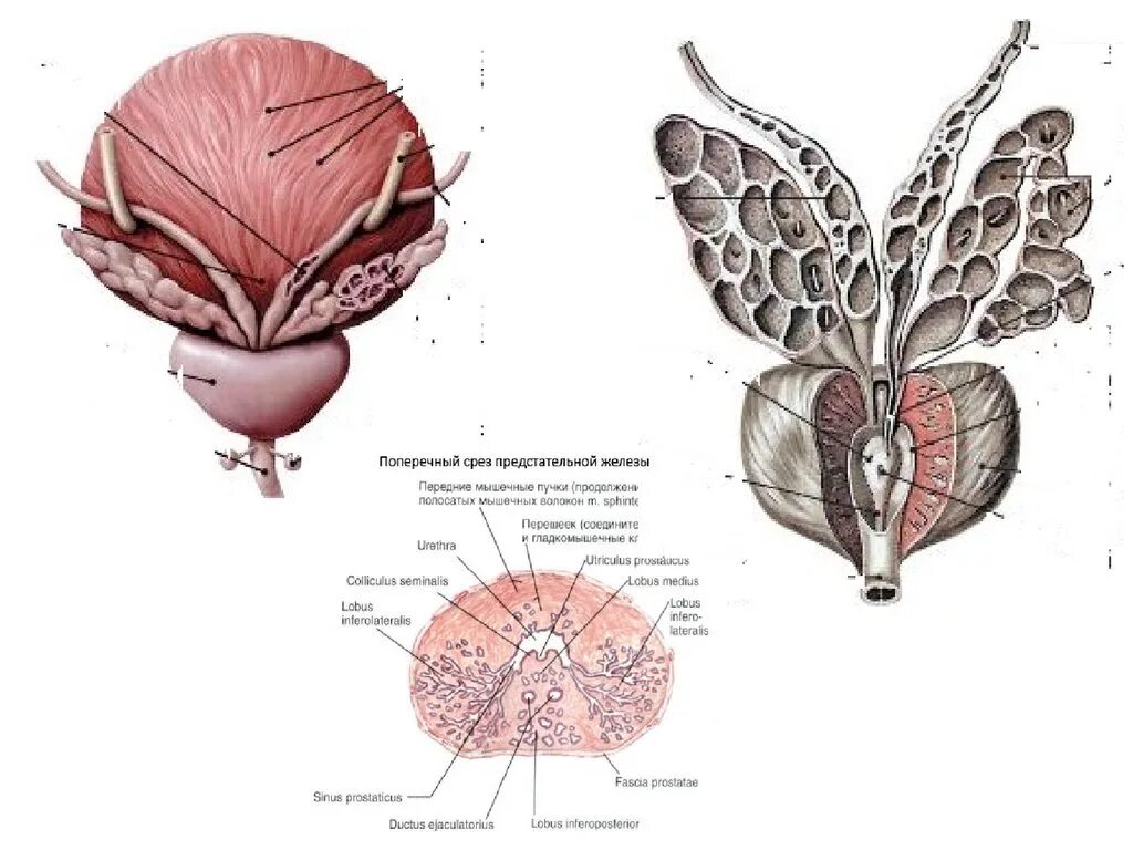 Семенные пузырьки анатомия строение. Семенные пузырьки у мужчин анатомия. Предстательная железа и семенные пузырьки анатомия. Анатомия предстательной железы Синельников. Ткань простаты