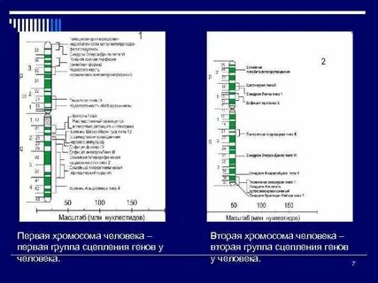 Сколько групп сцепления