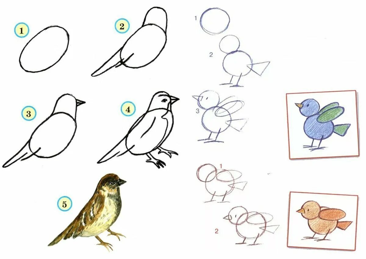 Рисунок птицы 5 класс. Рисование птиц. Рисование птиц для дошкольников. Поэтапное рисование птицы для малышей. Схема рисования птицы в подготовительной группе.